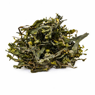 Bladderwrack