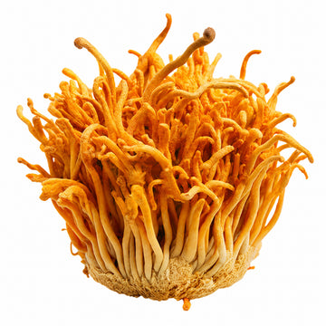 Cordyceps