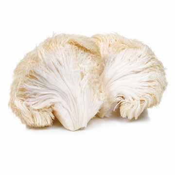 Lion's Mane