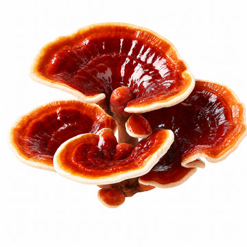 Reishi