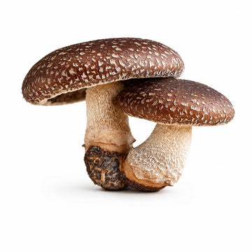 Shiitake