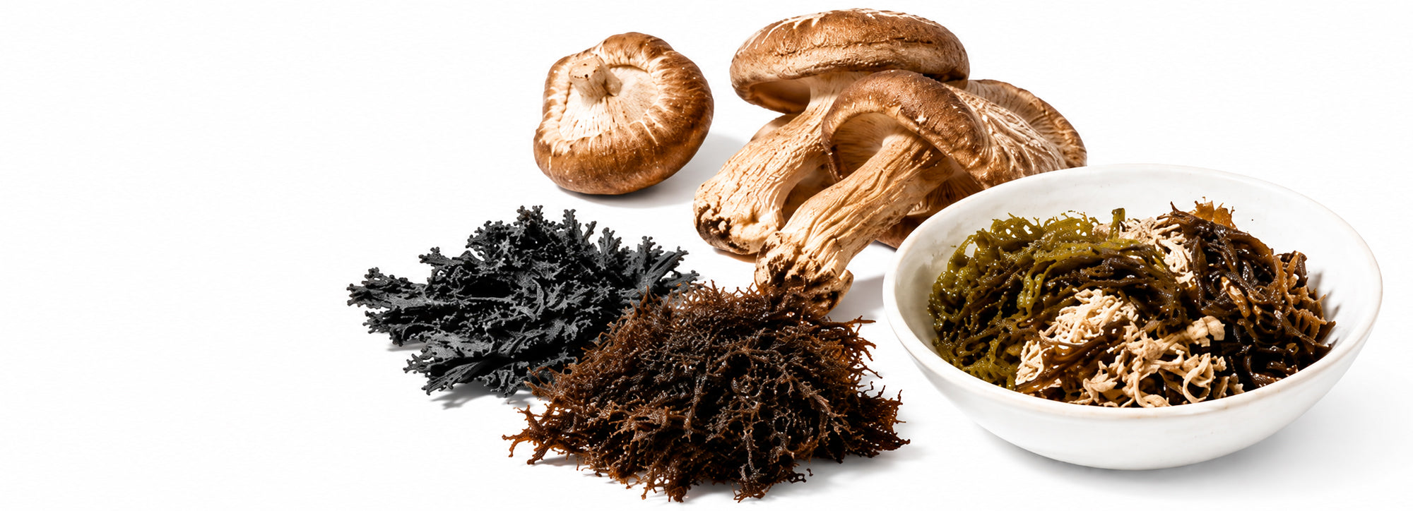 Mushrooms, bladderwrack, Irish moss and sea moss ingredients on white background