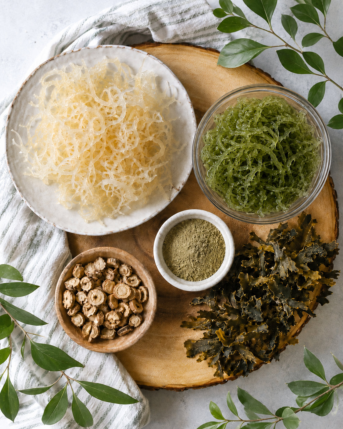 Irish moss, bladderwrack, burdock root and sea moss ingredients arranged on wooden board